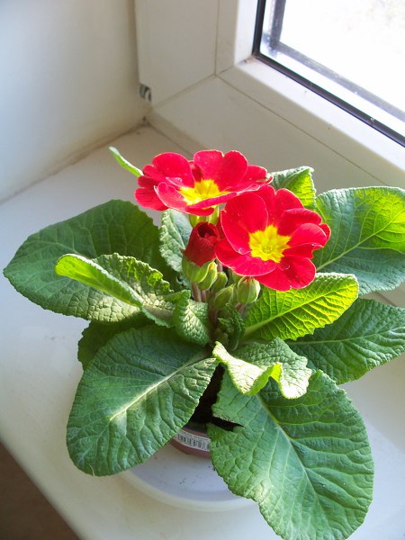 Primula elatior (1)_450x600.jpg