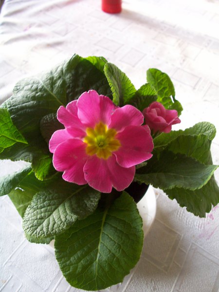 Primula elatior (2)_450x600.jpg