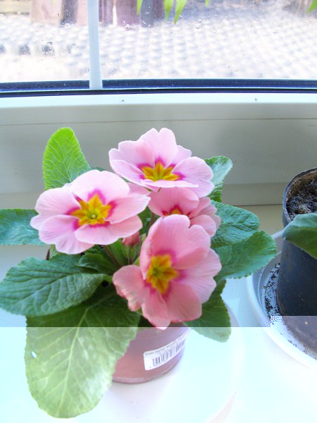 Primula elatior_450x600.jpg