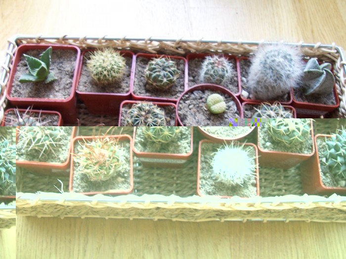 Obraz 241_800x600.jpg