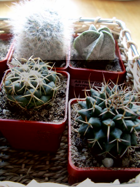 Obraz 246_450x600.jpg