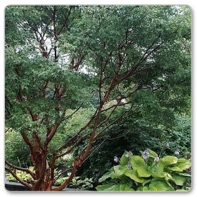 Klon strzępiastokory, cynamonowy (Acer griseum)