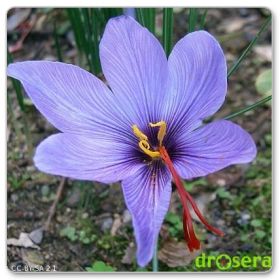 Szafran uprawny - krokus jesienny (Crocus sativus)