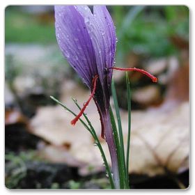 Szafran uprawny - krokus jesienny (Crocus sativus)