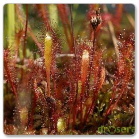 Rosiczka długolistna (Drosera anglica)