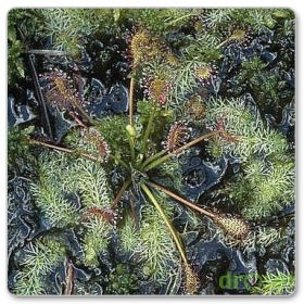 Rosiczka pośrednia (Drosera intermedia)