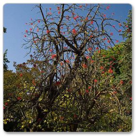 Erytrina, koralodrzew (Erythrina coralloides)