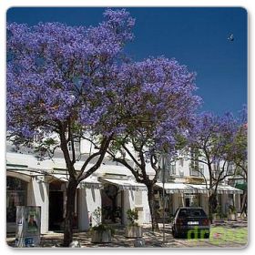 Jakaranda mimozolistna (Jacaranda mimosifolia)