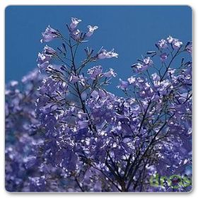 Jakaranda mimozolistna (Jacaranda mimosifolia)