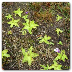 Tłustosz dwubarwny (Pinguicula vulgaris ssp. bicolor)