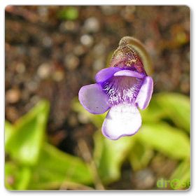 Tłustosz dwubarwny (Pinguicula vulgaris ssp. bicolor)