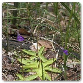 Tłustosz pospolity (Pinguicula vulgaris)