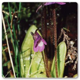 Tłustosz pospolity (Pinguicula vulgaris)