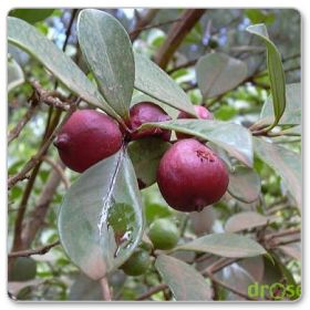 Gujawa truskawkowa, katleja (Psidium cattleianum)