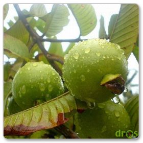 Gujawa właściwa, gruszla właściwa (Psidium guajava)