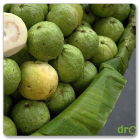 Gujawa właściwa, gruszla właściwa (Psidium guajava)