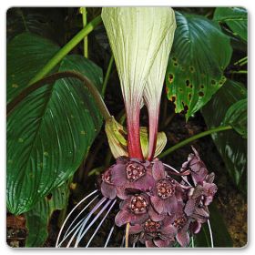 Biały kwiat nietoperz, krąpiel całolistna (Tacca integrifolia)