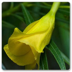 Tewecja peruwiańska (Cascabela thevetia)