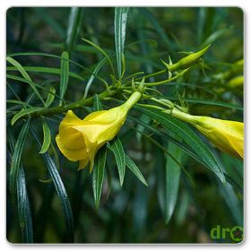 Tewecja peruwiańska (Cascabela thevetia)