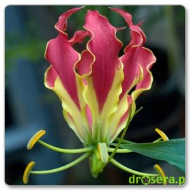 Glorioza Rotszylda (Gloriosa rothschildiana)