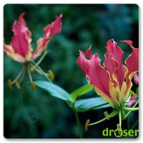 Glorioza Rotszylda (Gloriosa rothschildiana)